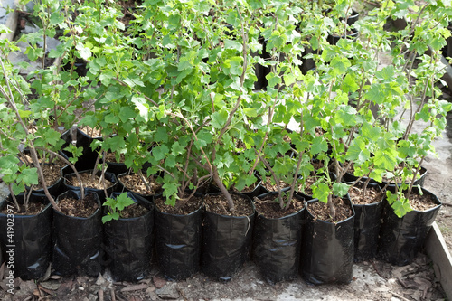 clearance sale of currants sprouts in pots