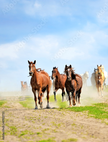 Horses © byrdyak