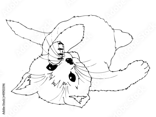 Kätzchen