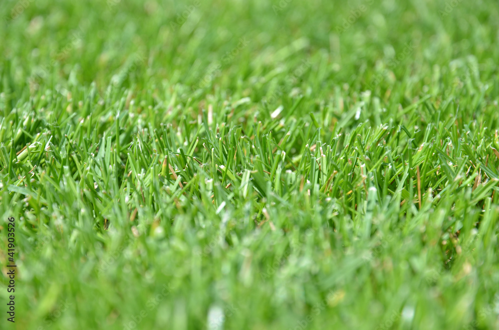 Green grass - front view Texture Green grass - front view Texture