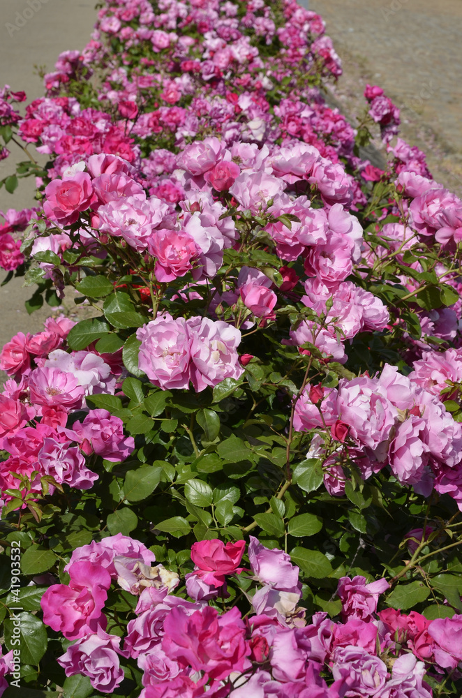 Pink and red rose flowers