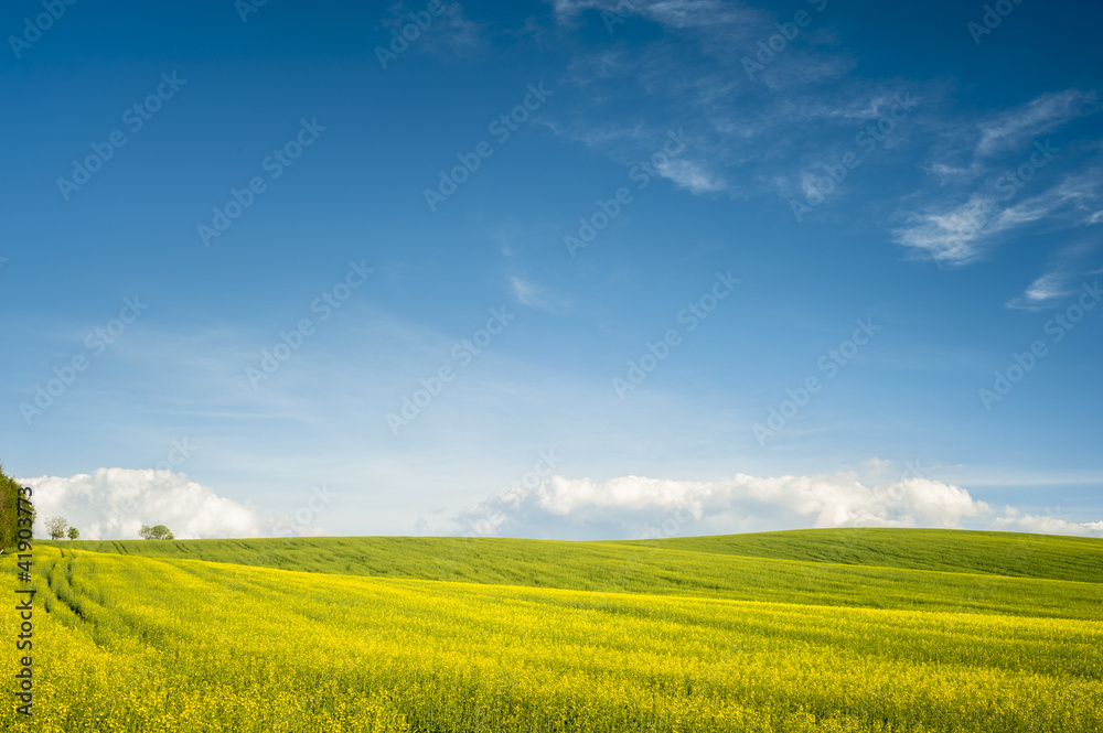 Horizon with yellow field Horizon with yellow field
