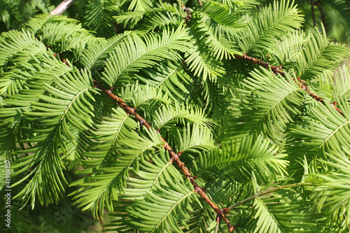 Zweige des Urweltmammutbaums, Metasequoia glyptostroboides photo
