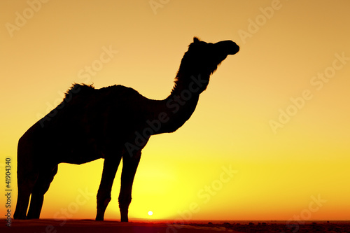 Silhouette of a camel  Thar Desert  Rajasthan  India