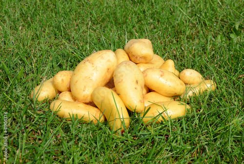 pomme de terre belle de fontenay