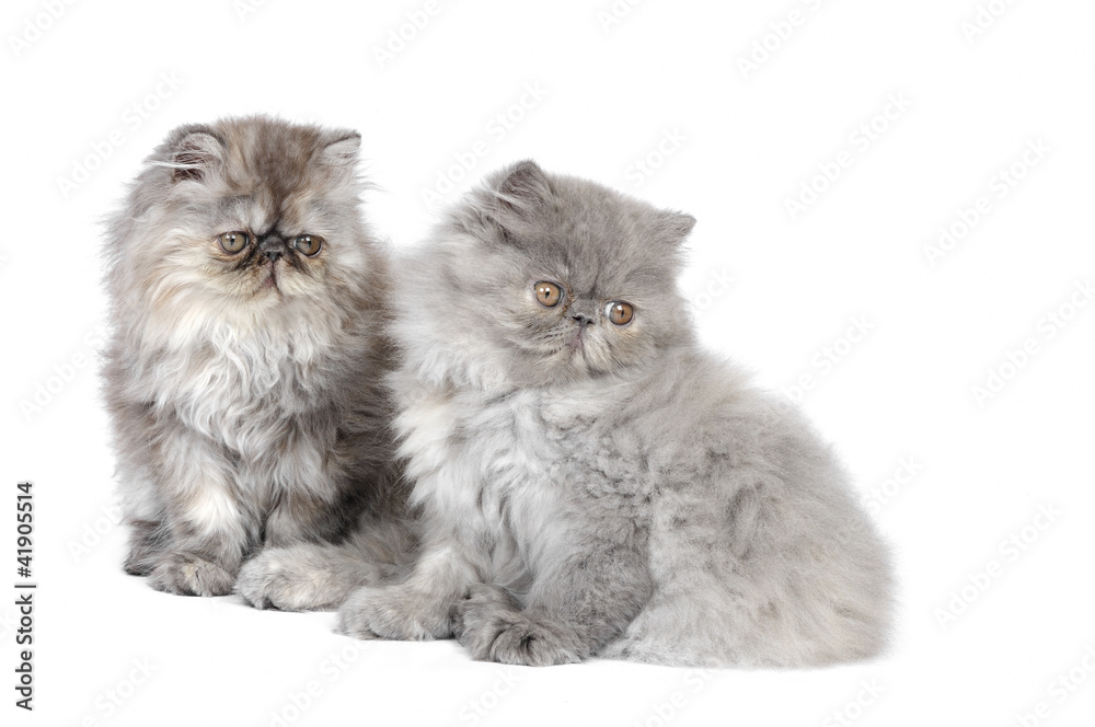 Two persian kittens in studio