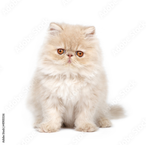 Persian kitten on white background