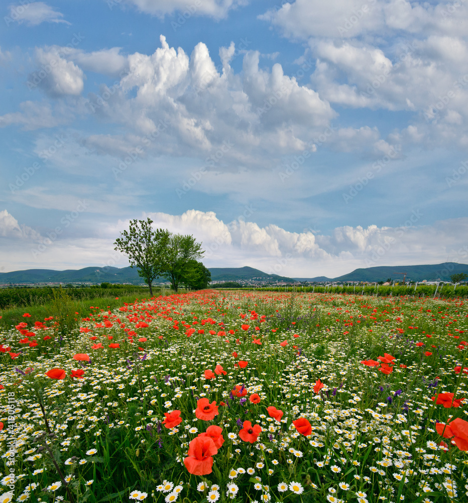 Spring landscape: field of poppies with blue sky and clouds