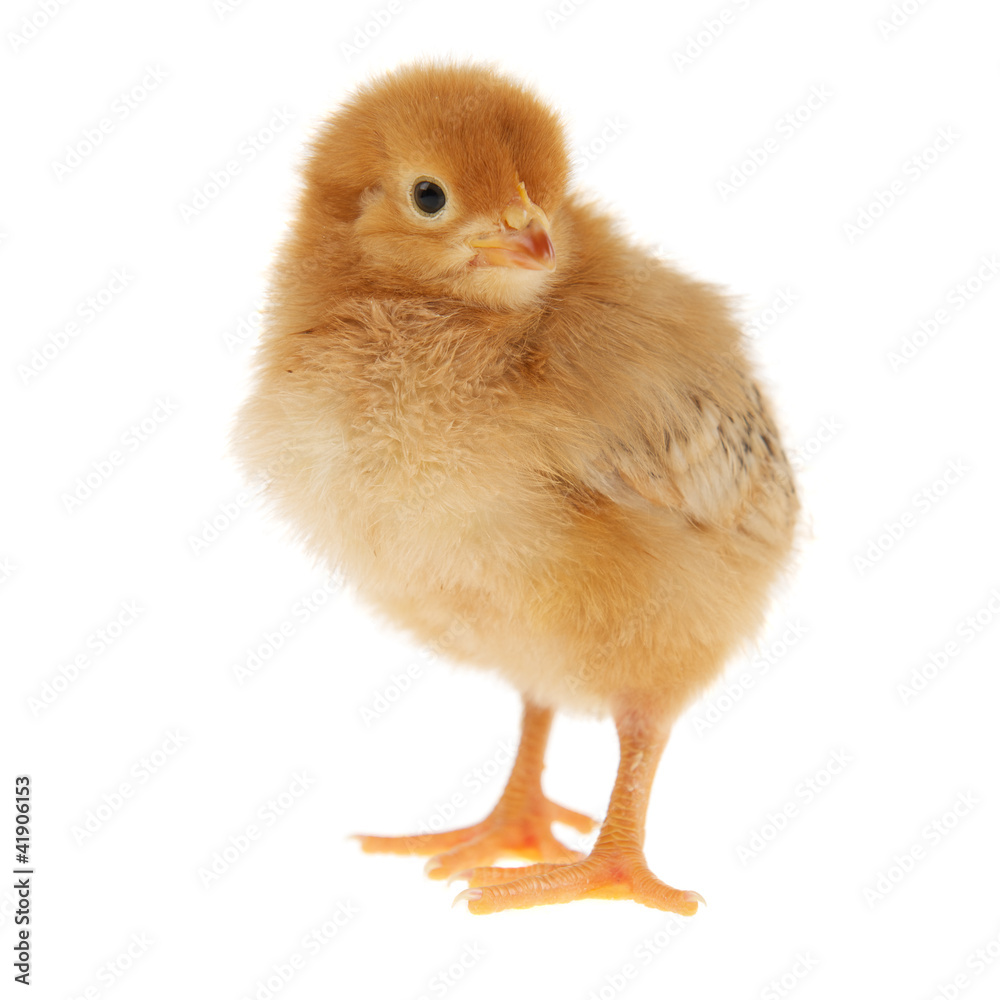 Küken Küken