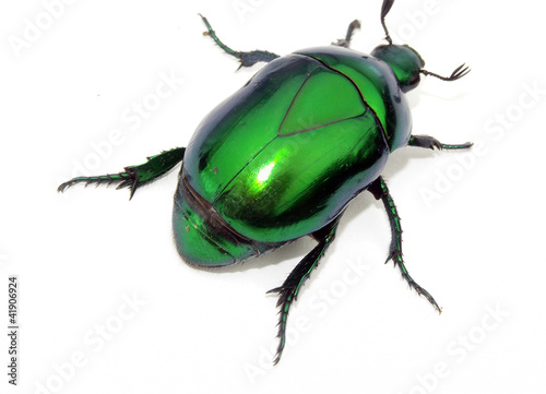 Escarabajo verde en fondo blanco.insecto verde. © Gus And