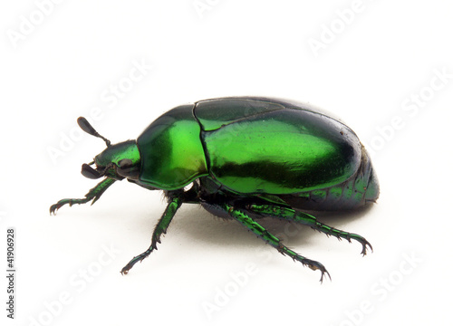 Escarabajo verde en fondo blanco.insecto verde. © Gustavo Andrade