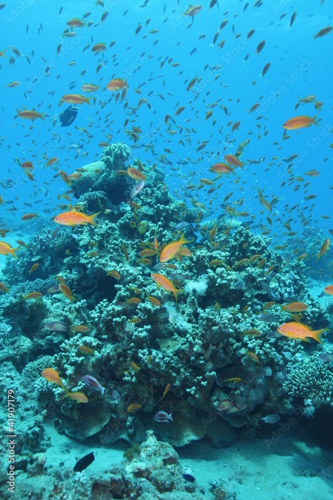 récif corallien