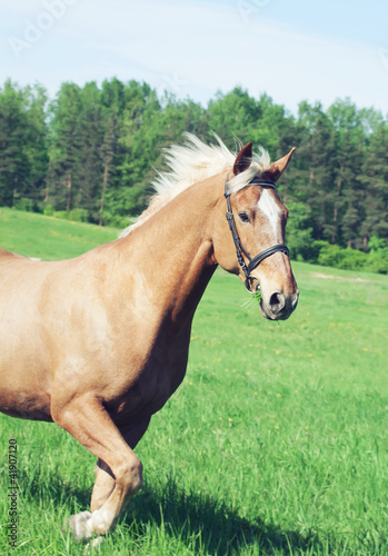 palomino horse in the spring field in movement