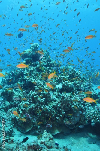 Fototapeta Naklejka Na Ścianę i Meble -  récif corallien