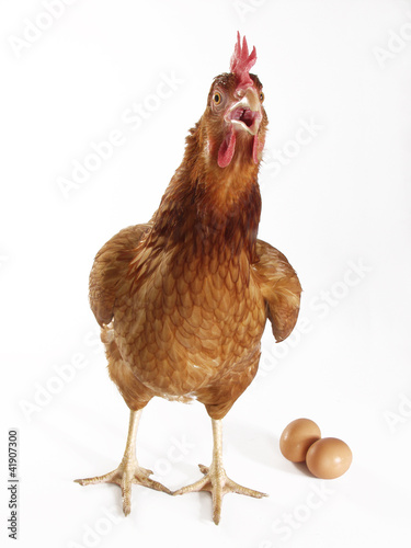 Bilde på lerret Gallina poniendo huevos,huevos y gallina.