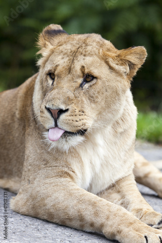 The cheeky lioness.