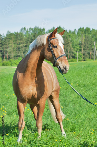 palomino cart horse in the spring field