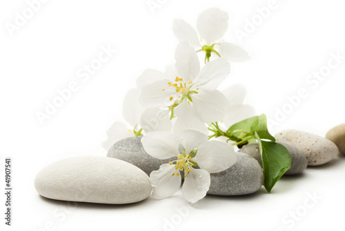 Apple tree flowers and stones