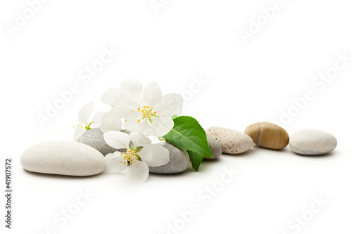 Apple tree flowers and stones