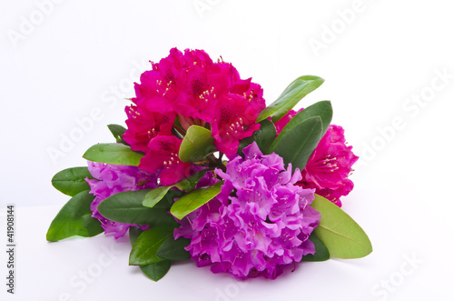 Fototapeta Naklejka Na Ścianę i Meble -  Rhododendren