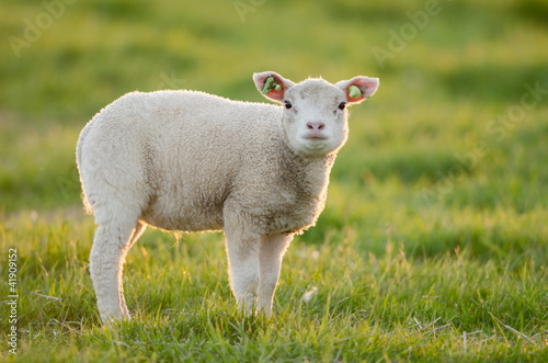 Hausschaf  Sheep
