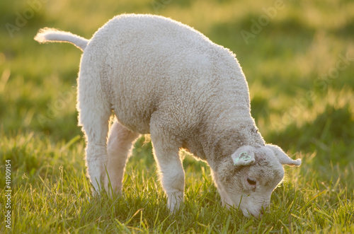 Hausschaf  Sheep