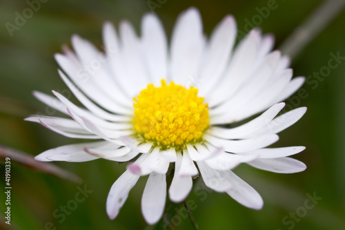 Daisy flowers close up