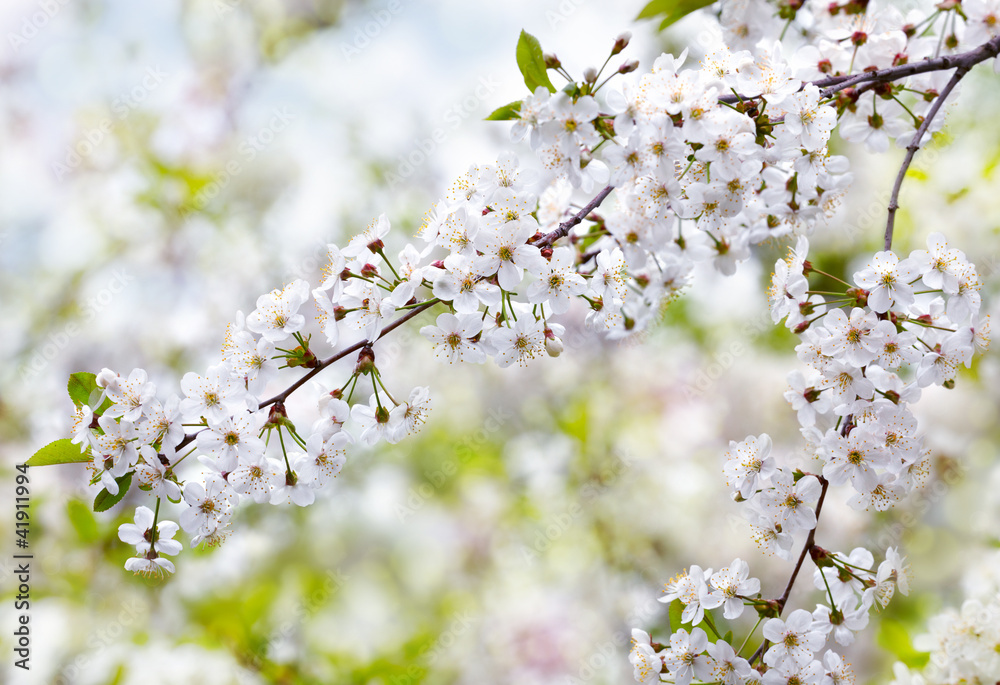 Blooming cherry branch