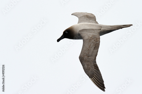 Light-mantled sooty albatross flying. photo