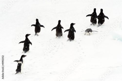 Adelie penguins running on ice.