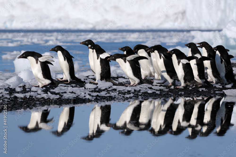 Obraz premium Group Adelie penguins going to the water.