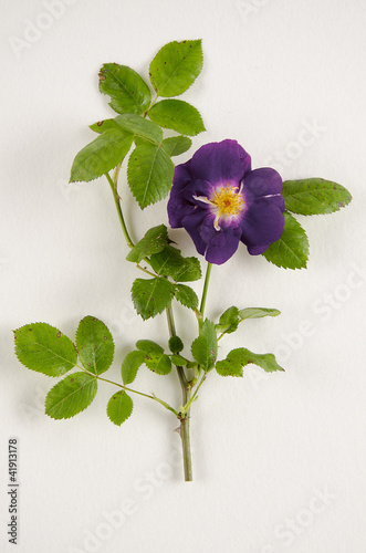 Rosa x / Rose 'Rhapsody in Blue'