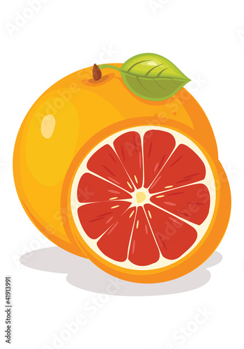 Grapefruit vector