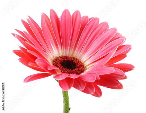 Photographie beautiful pink gerbera isolated on white.