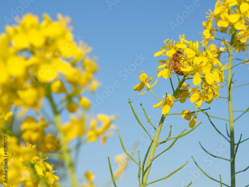 青空と菜の花とミツバチ