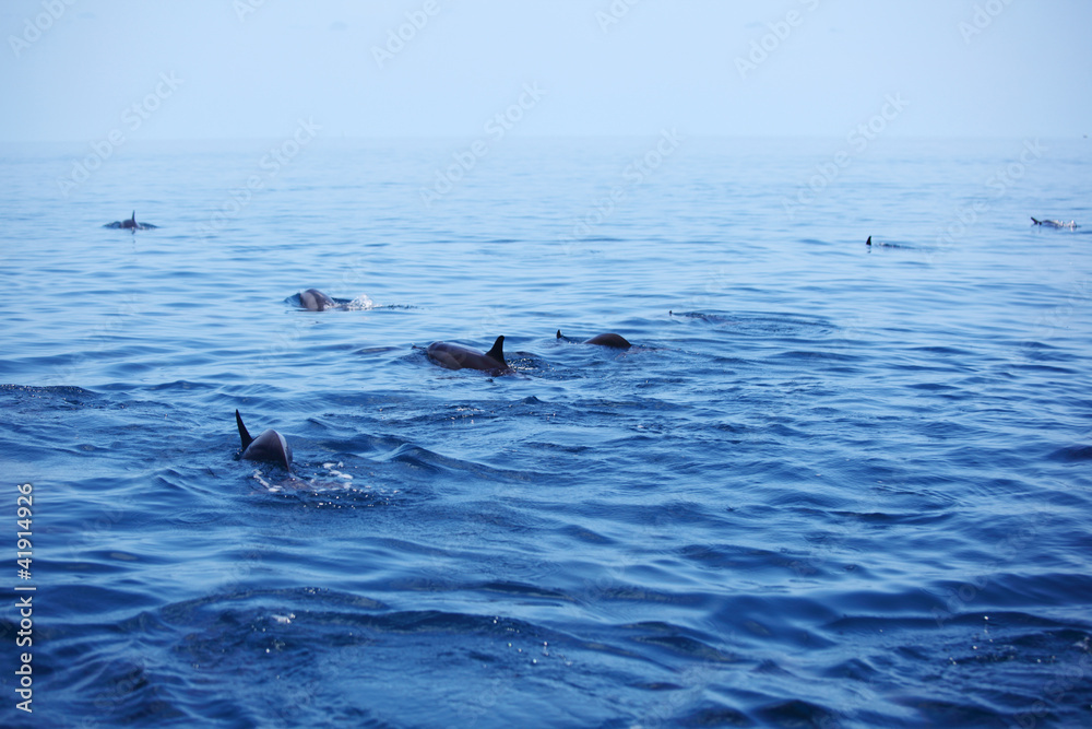 Fototapeta premium dolphins in ocean waves
