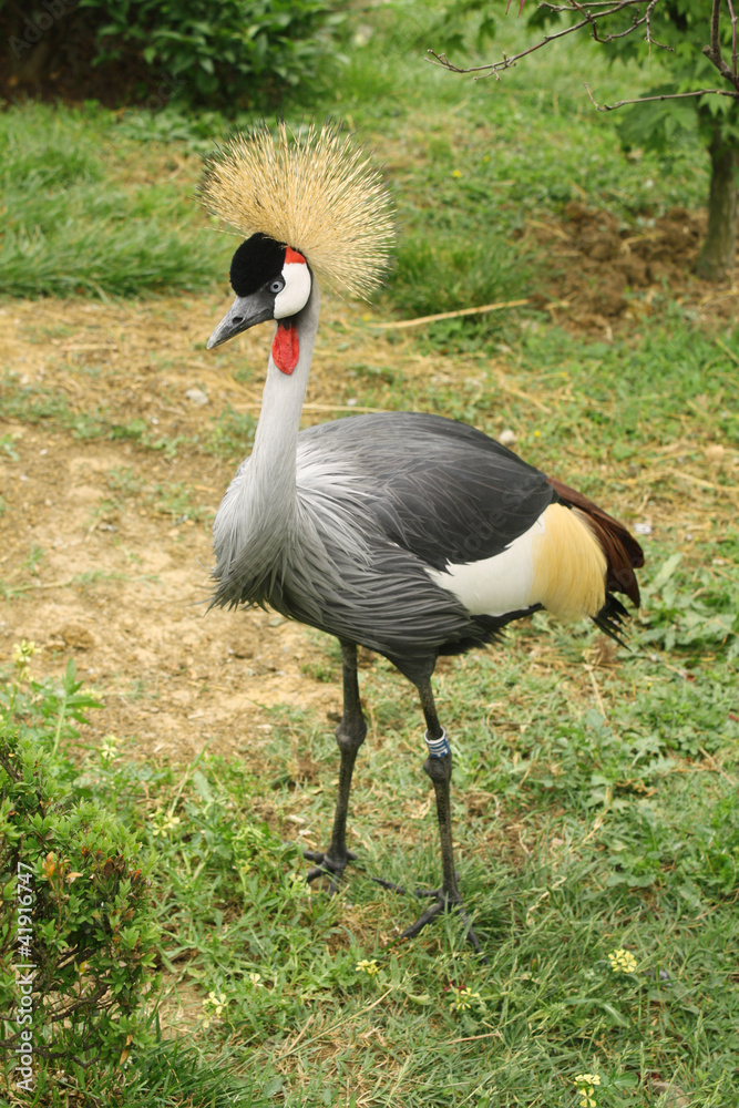 Fototapeta premium A crowned crane