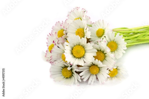 Bouquet of daisies on white background