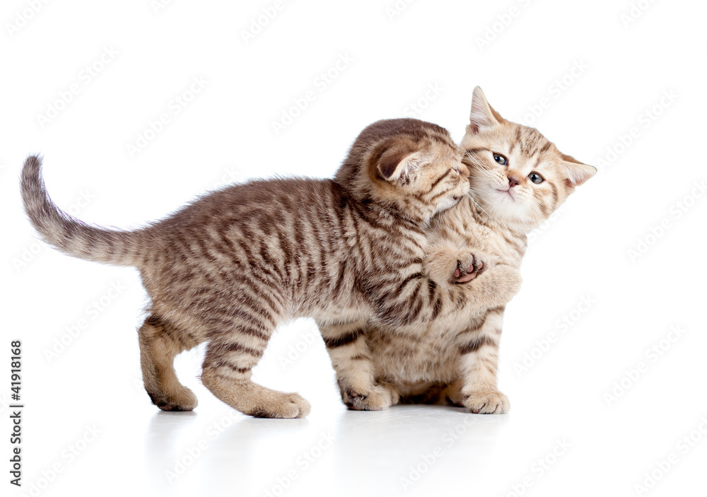 two funny playful small kittens playing with each other two funny playful small kittens playing with each other