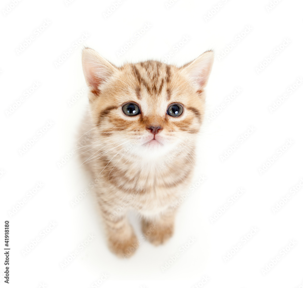 top view of baby cat on white background top view of baby cat on white background
