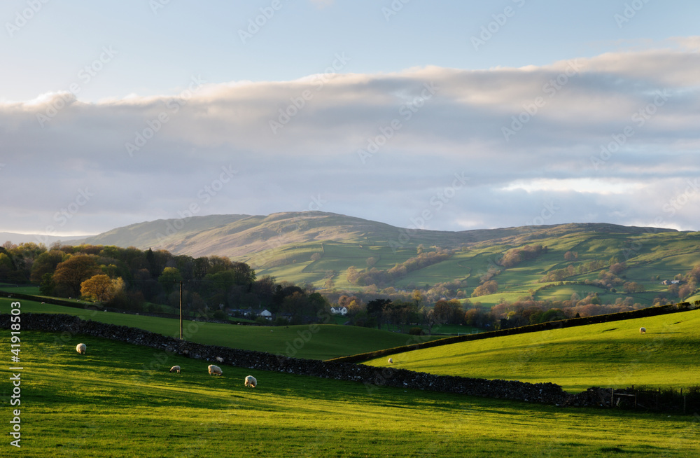 Sheep grazing in undulating hillside pasture