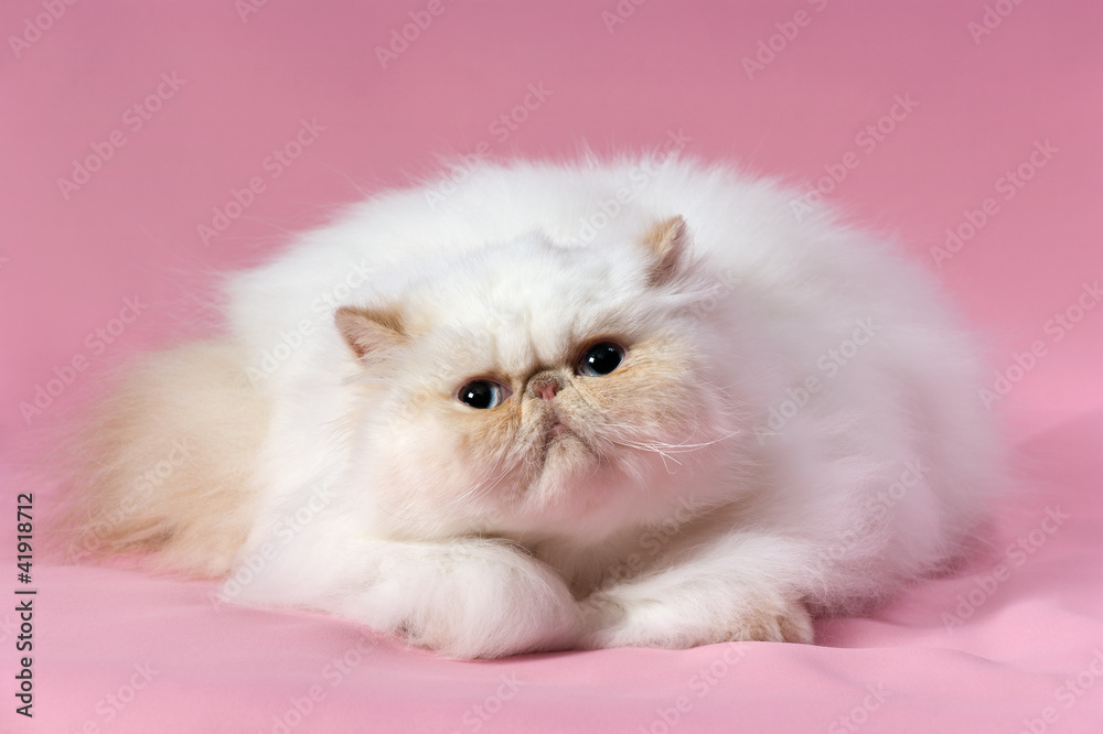 Lying persian cream colorpoint cat