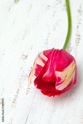 Fototapeta Naklejka Na Ścianę i Meble -  tulip on wooden table