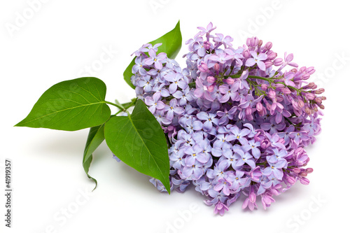 lilac flowers photo