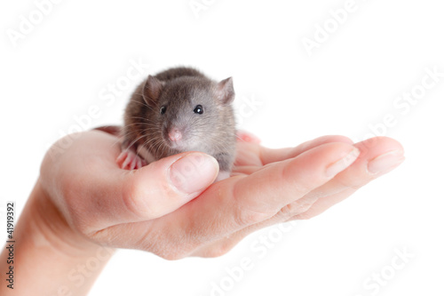 very small young rat