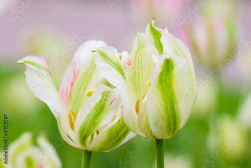 Tulips
