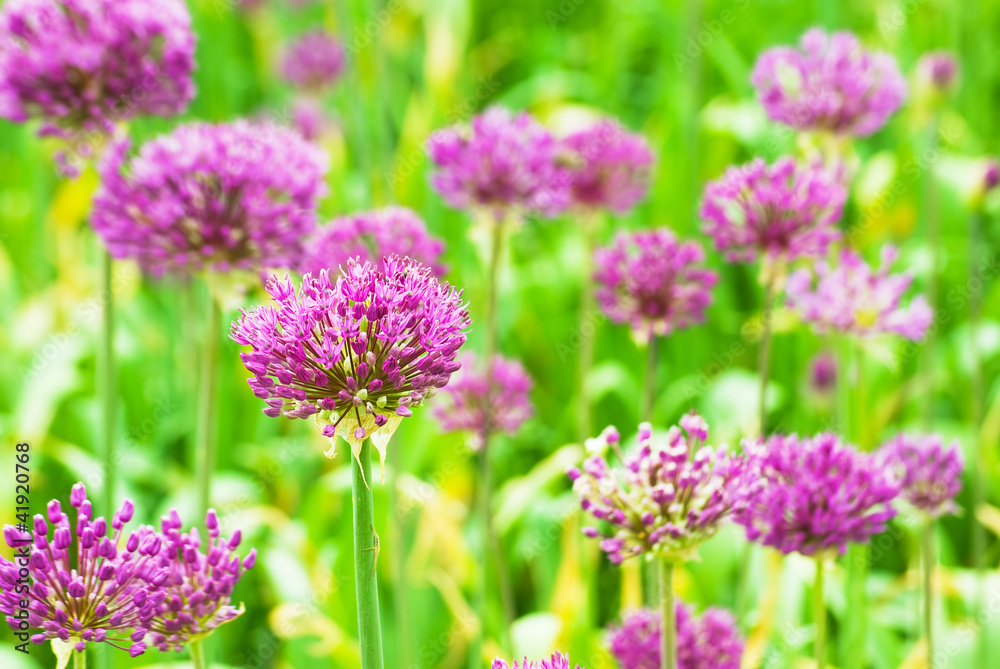 allium allium