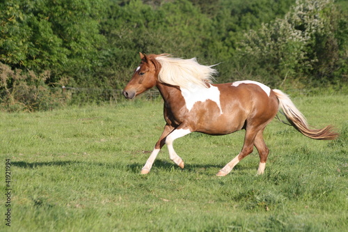 Evasion au galop