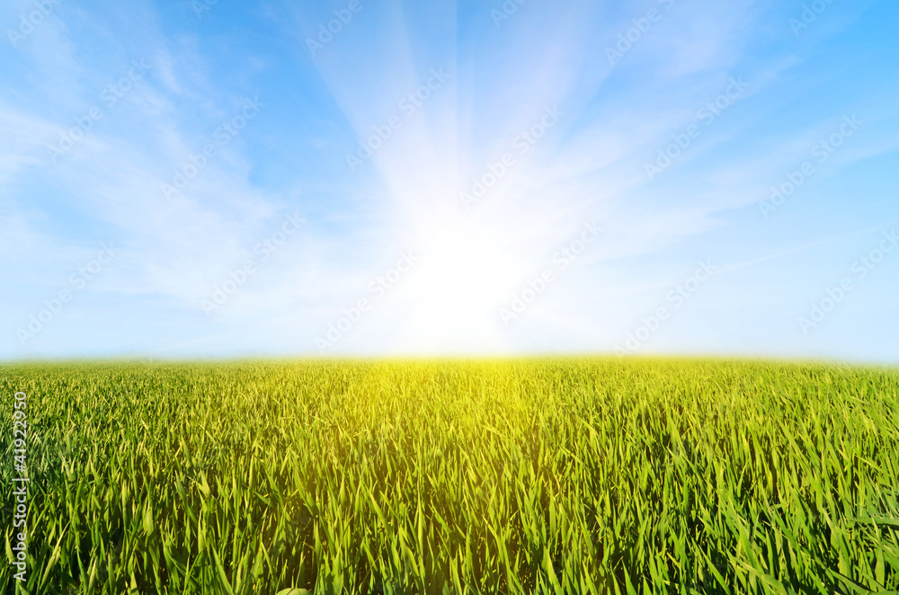 Meadow with green grass and blue sky with clouds Meadow with green grass and blue sky with clouds