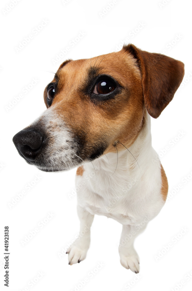 curious dog on white background